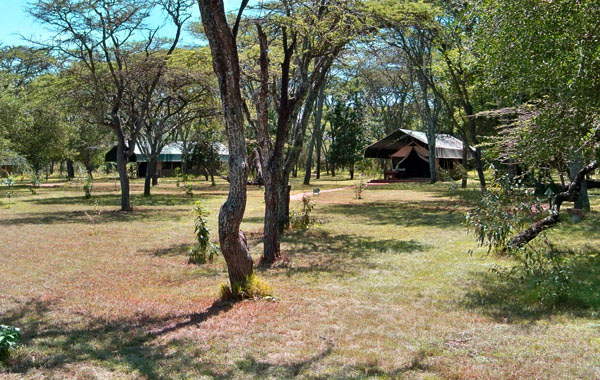 Siana Springs Tented Camp